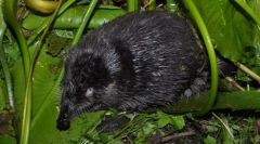 Манекен російська